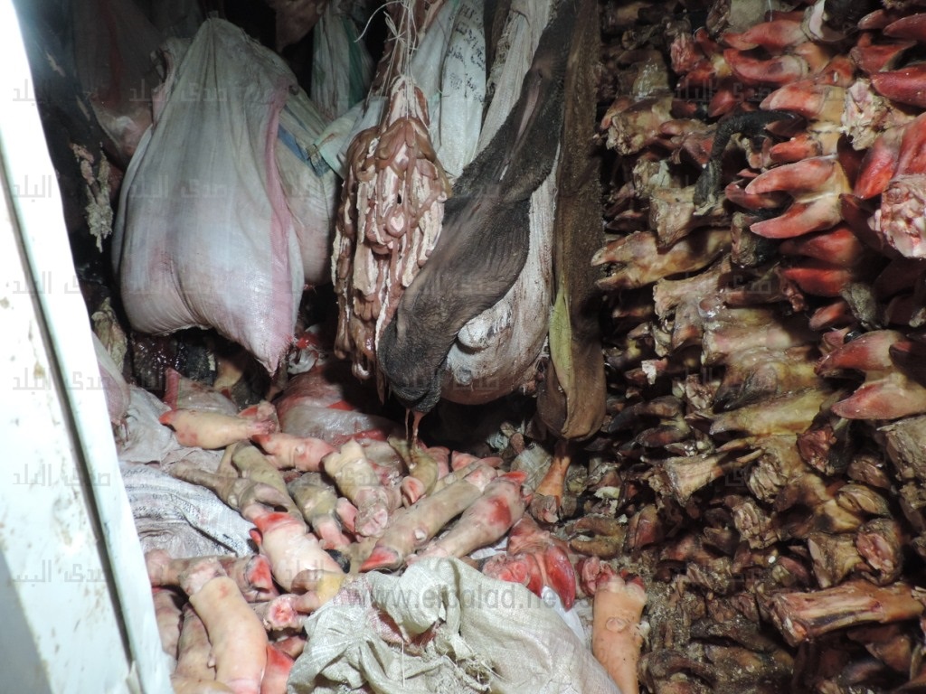 لحوم فاسدة في ثلاجة بالفيوم