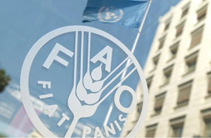 فاو