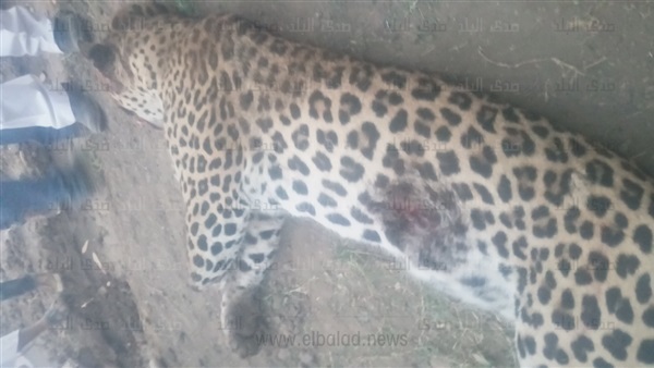 «نمر» العياط