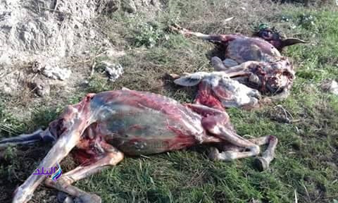 صور الحمير المضبوطة صور الحمير المضبوطة