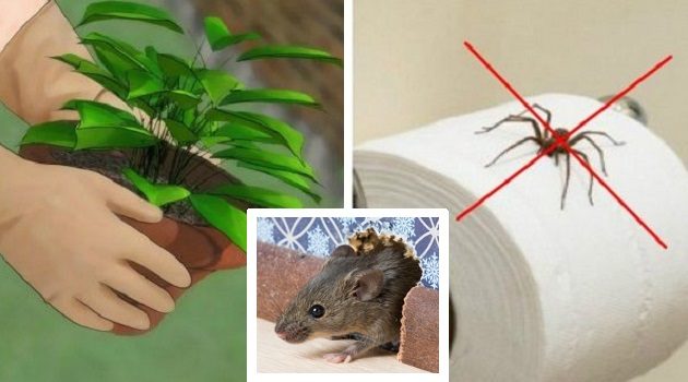 3 طرق تساعدك على إبعاد الفئران والناموس عن المنزل