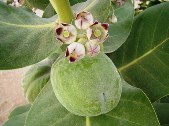 نبات العشار