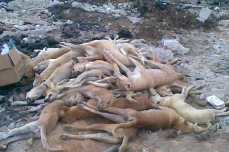 صورة أرشيفية صورة أرشيفية