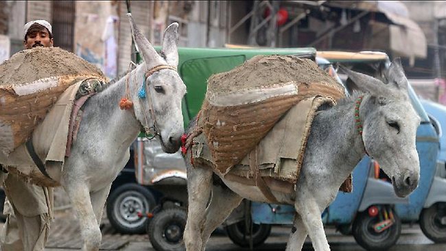صورة أرشيفية