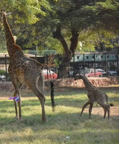 صورة للزراقة قبل النفوق