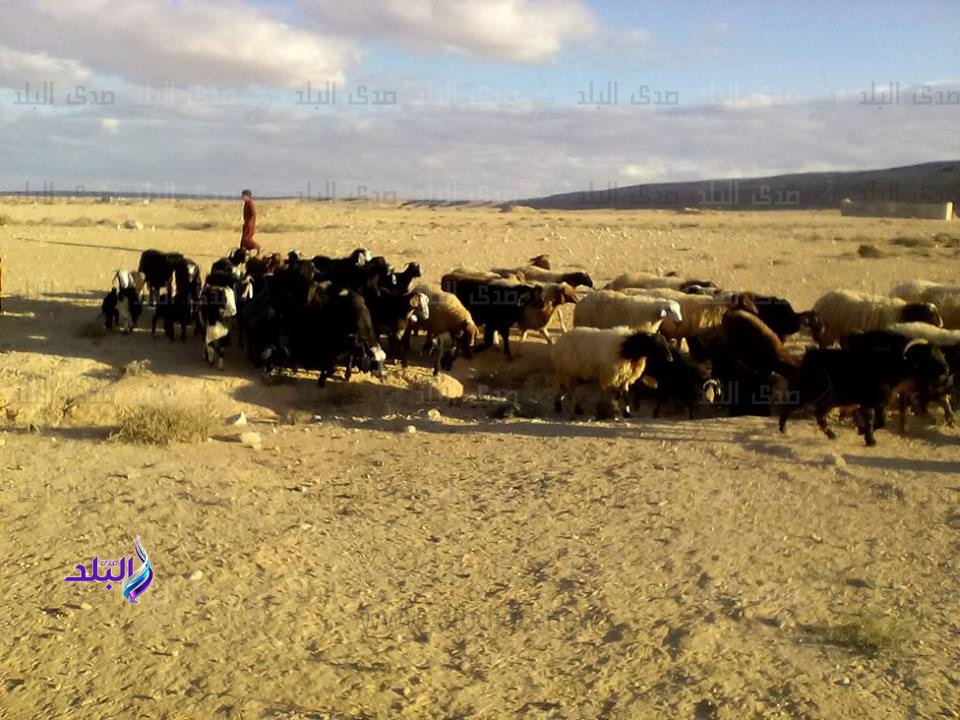 الماعز الماعز