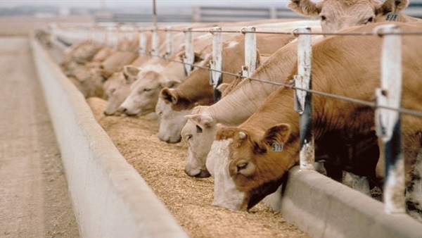 أرشيفية أرشيفية