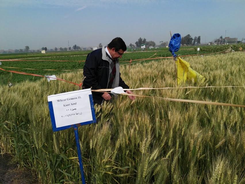 زراعة القمح بالتبريد  فى الزنكلون بالزقازيق