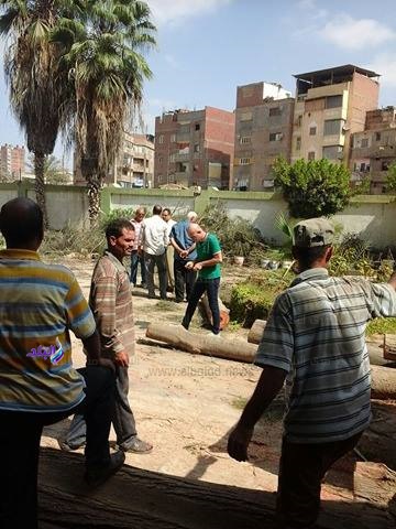 واقعة قطع الأشجار بمدرسة في المحلة واقعة قطع الأشجار بمدرسة في المحلة