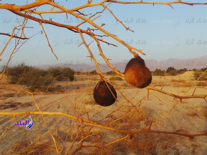 موت ثمرة من مزارع طور سيناء
