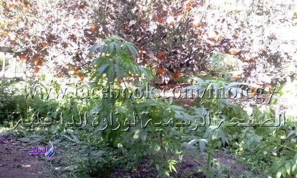 مزرعة بانجو