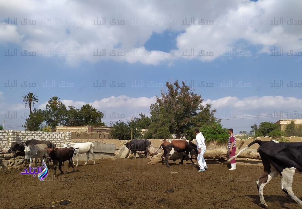 تحصين الثروة الحيوانية