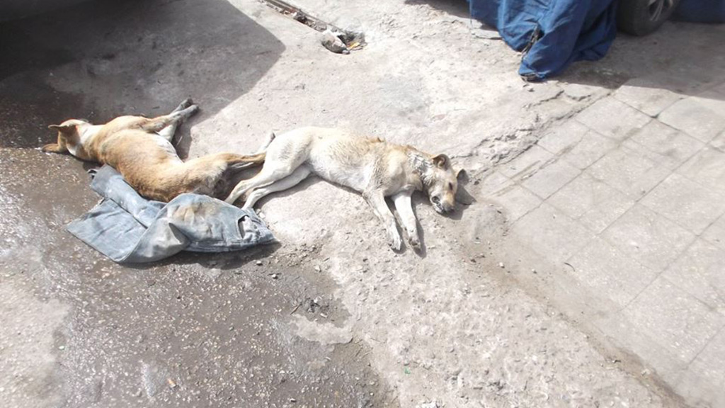 صورة ارشيفية