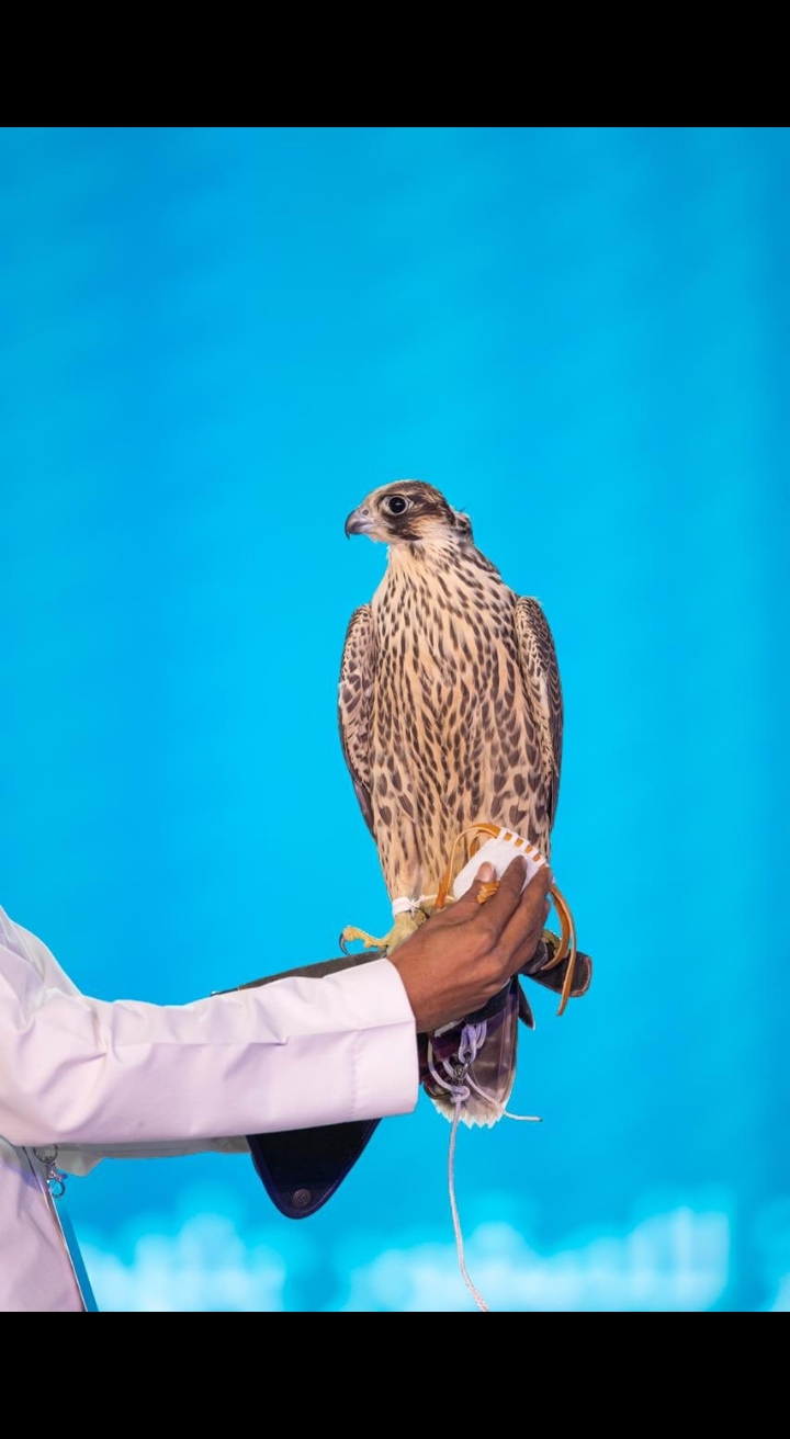 الصقر شاهين 