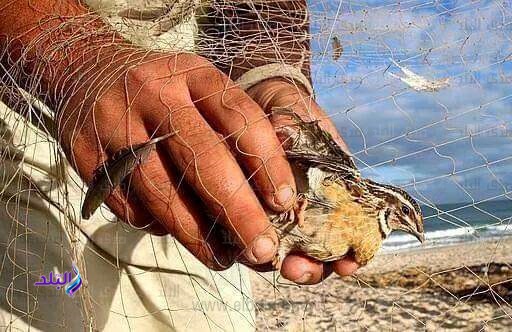 طائر السمان
