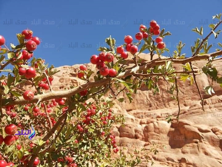 زعرور سانت كاترين