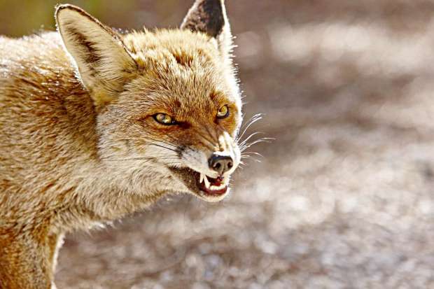  الثعالب المسعورة تهاجم الأطفال بالوادي الجديد