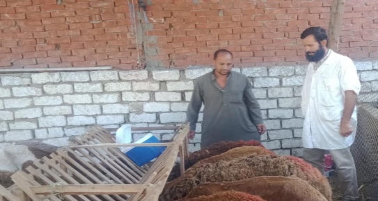تحصين 205 ألف رأس ماشية و35 ألف طائر ضد الأمراض في كفر الشيخ
