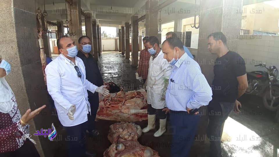 بيطري كفر الشيخ : إعدام بقرة تزن 220 كيلو جرام لإصابتها بالس