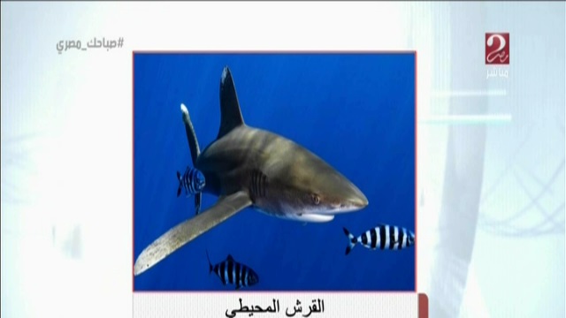 القرش المحيطي