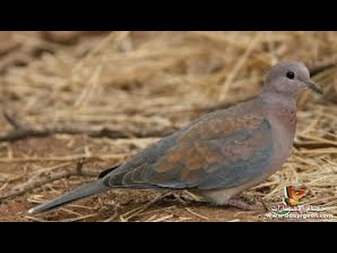 حكاية صيد القميري من هواية الي مصدر رزق بالوادي الجديد