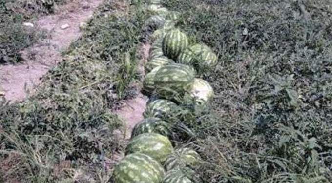 زراعة لب السوبر