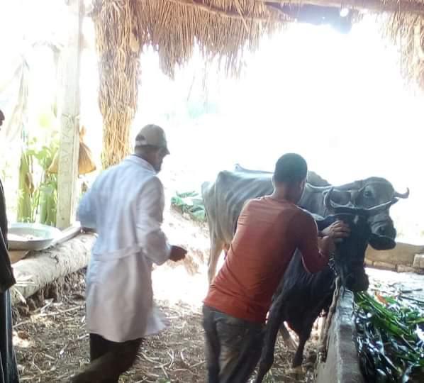 صورة من عملية التحصين