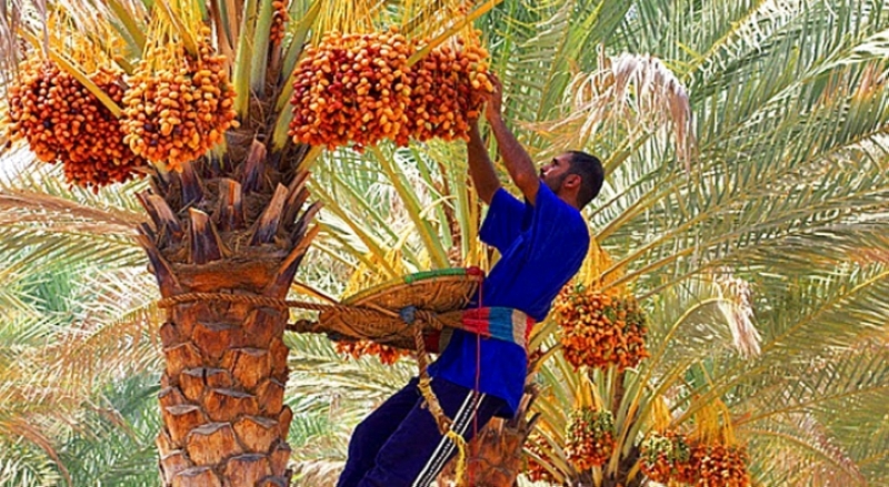 صاعود النخلة