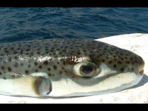 سمكة القراض 