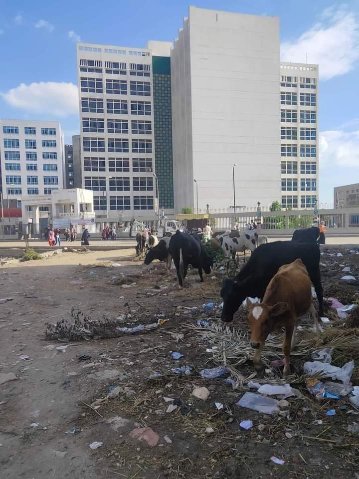 حيوانات بجامعة دمنهور 