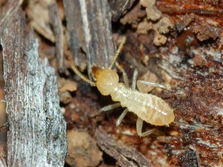 النمل الأبيض