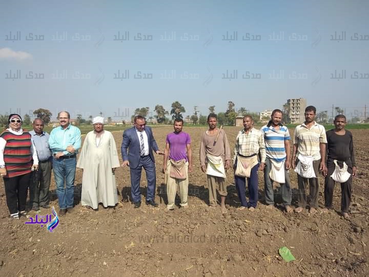 المساحات المزروعة بالقمح بنظام المصاطب