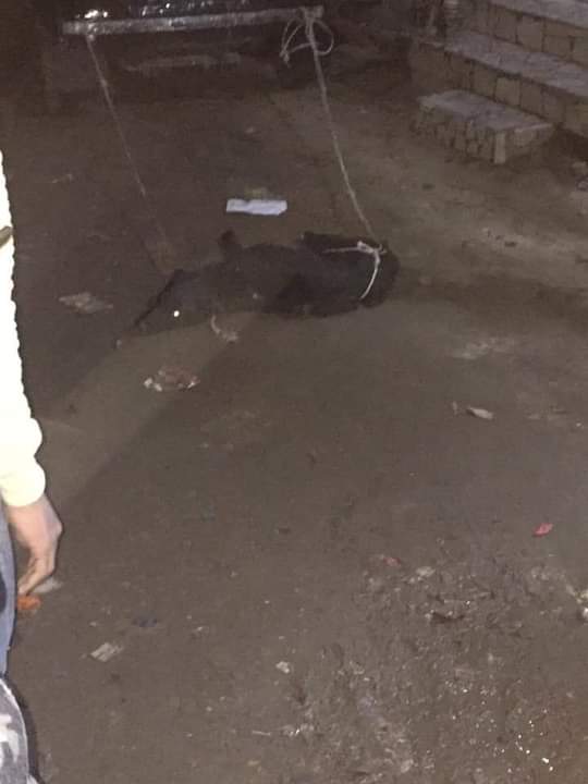 كلب ضال يعقر ٤ أشخاص بالجمالية