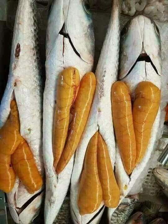 موسم البطارخ 