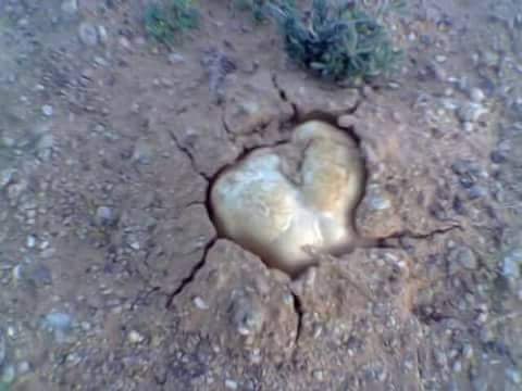 ق والرعد والامطار سبب ظهور فطر الترفاس