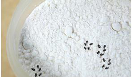 أخطاء تسبب تسوس الدقيق والردة