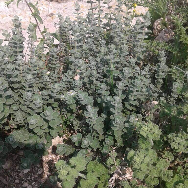 عشب الزعتر البري 