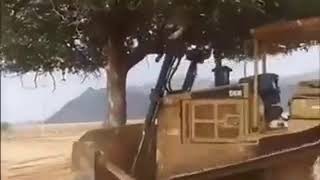 جانب من إزالة الشجرة
