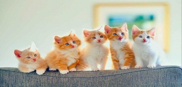 9 أمراض تصيب الكلاب والقطط في الشتاء