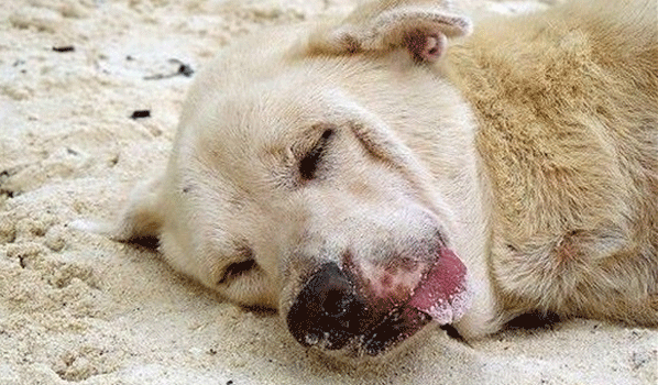 هل قتل الكلب وهو مسموم حرام شرعا