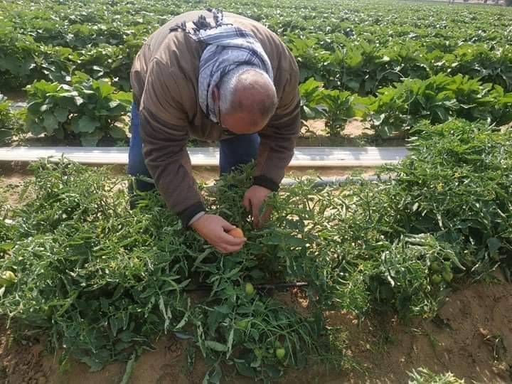 الطماطم