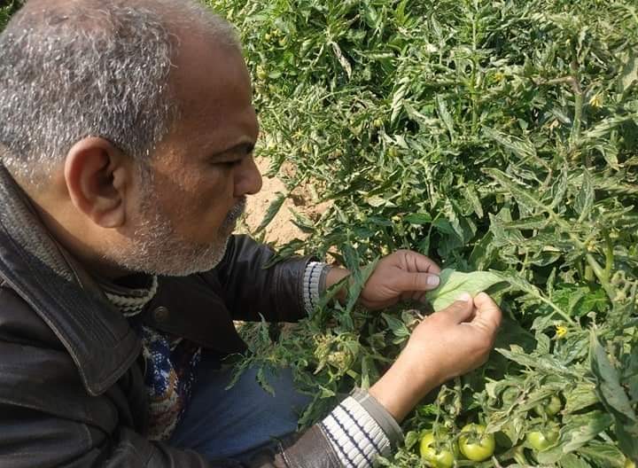 زراعة الإسماعيلية تحذر مزارعي الطماطم من هذا الشيء