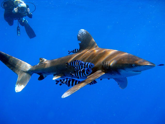 أسماك القرش 