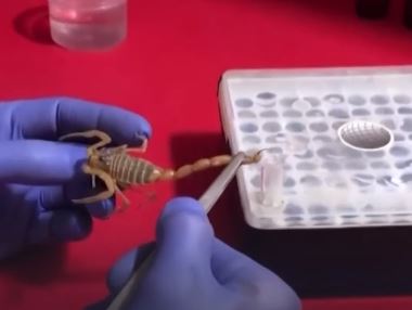 استخلاص السموم من العقارب