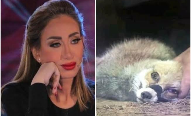 ريهام سعيد