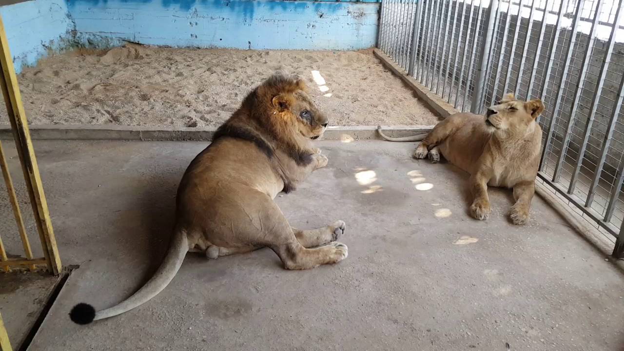 حديقة حيوان الجيزة