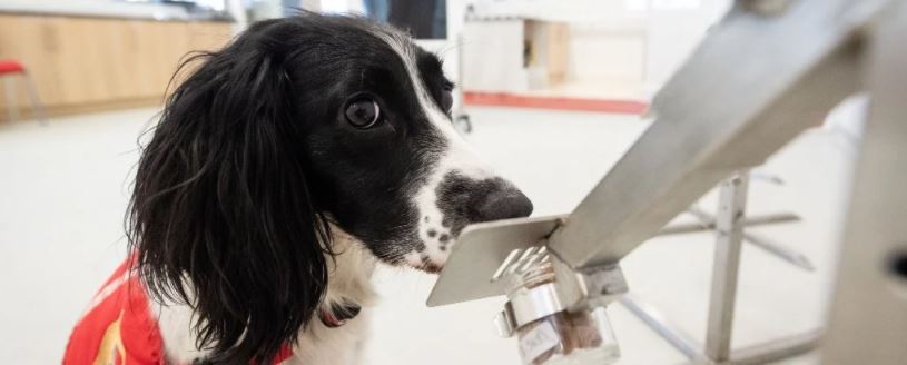 كلب خلال التدريب