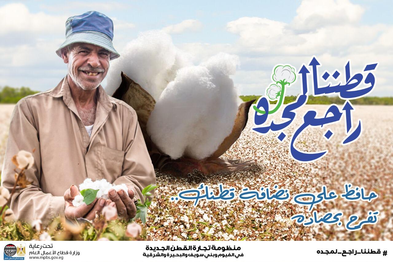 موسم جني  القطن