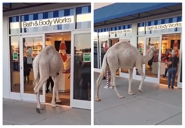 موقف لا يصدق.. سيدة تصطحب جملًا في جولة داخل مركز تسوق