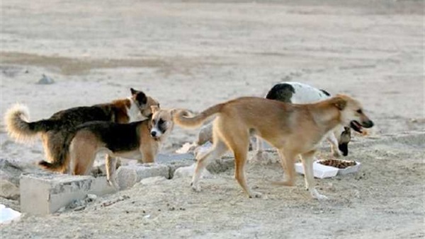 الكلاب الضالة في الوادي الجديد الكلاب الضالة في الوادي الجديد